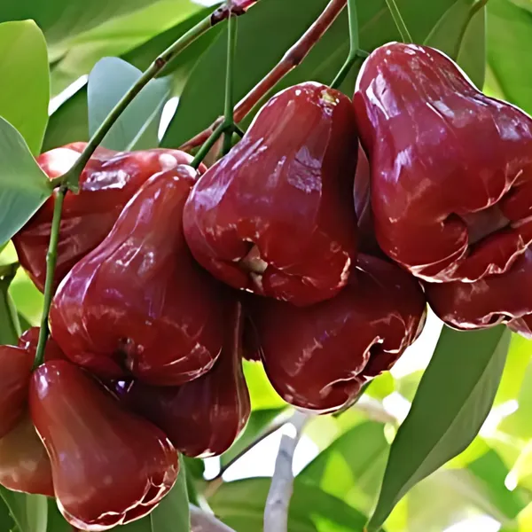 Bali_Chamba_Water_Apple_Plant_|_Air_Layered_Exotic_High_Yield_Variety_|_Sweet_Juicy_Fruits_|_Fast_Growing_|_Healthy_Live_Plant_Guaranteed
