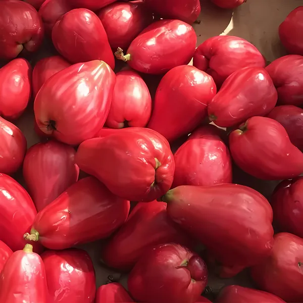Bali_Chamba_Water_Apple_Plant_|_Air_Layered_Exotic_High_Yield_Variety_|_Sweet_Juicy_Fruits_|_Fast_Growing_|_Healthy_Live_Plant_Guaranteed