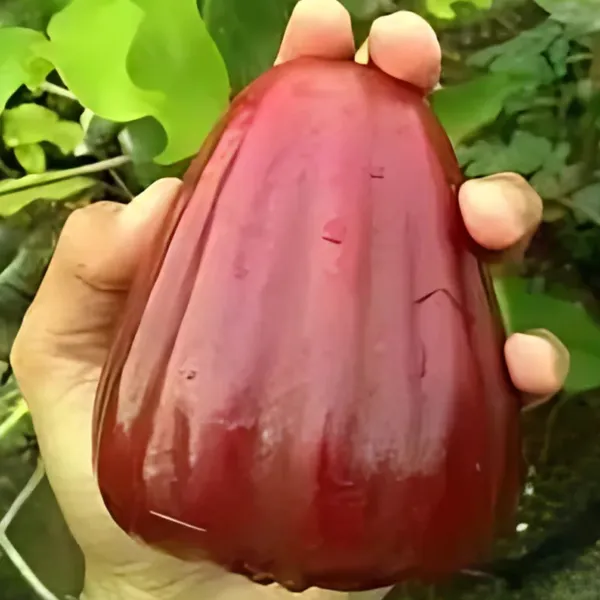 Bali_Chamba_Water_Apple_Plant_|_Air_Layered_Exotic_High_Yield_Variety_|_Sweet_Juicy_Fruits_|_Fast_Growing_|_Healthy_Live_Plant_Guaranteed