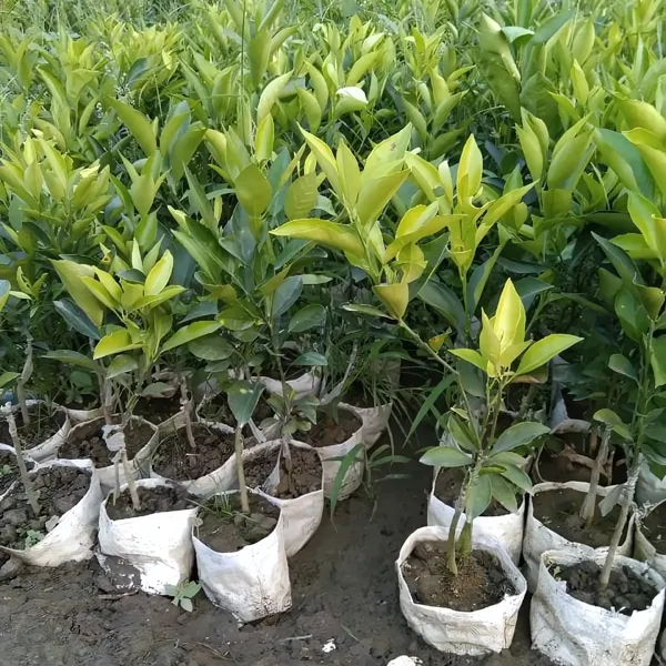 BARI_1_Sweet_Malta_Plant_|_Grafted_High_Yield_Variety_|_Sweet_Juicy_Citrus_Fruits_|_Early_Fruiting_|_Healthy_Live_Plant_Guaranteed