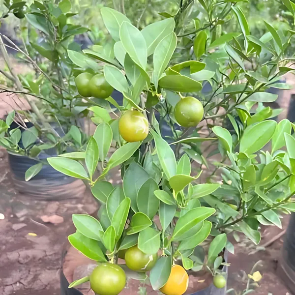 BARI_1_Sweet_Malta_Plant_|_Grafted_High_Yield_Variety_|_Sweet_Juicy_Citrus_Fruits_|_Early_Fruiting_|_Healthy_Live_Plant_Guaranteed