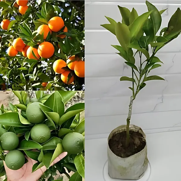 BARI_1_Sweet_Malta_Plant_|_Grafted_High_Yield_Variety_|_Sweet_Juicy_Citrus_Fruits_|_Early_Fruiting_|_Healthy_Live_Plant_Guaranteed