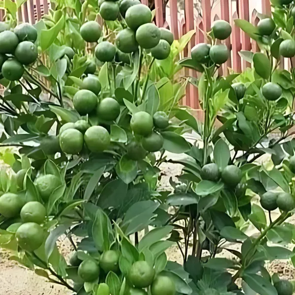 BARI_1_Sweet_Malta_Plant_|_Grafted_High_Yield_Variety_|_Sweet_Juicy_Citrus_Fruits_|_Early_Fruiting_|_Healthy_Live_Plant_Guaranteed