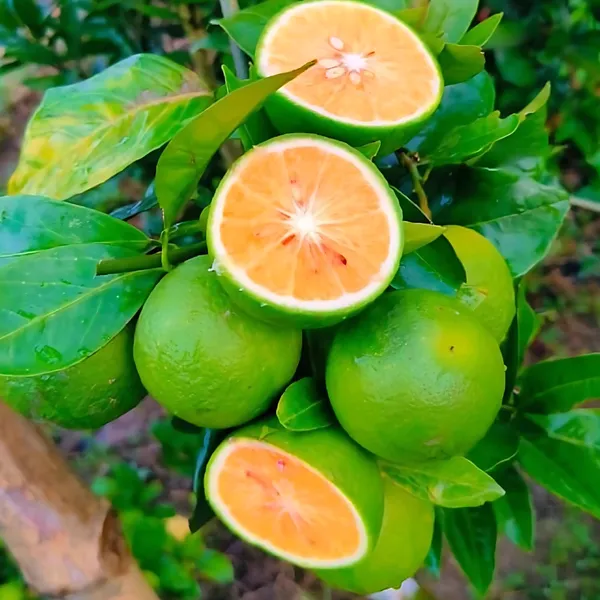BARI_1_Sweet_Malta_Plant_|_Grafted_High_Yield_Variety_|_Sweet_Juicy_Citrus_Fruits_|_Early_Fruiting_|_Healthy_Live_Plant_Guaranteed