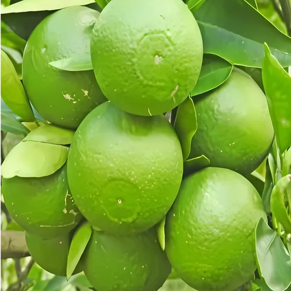 BARI_1_Sweet_Malta_Plant_|_Grafted_High_Yield_Variety_|_Sweet_Juicy_Citrus_Fruits_|_Early_Fruiting_|_Healthy_Live_Plant_Guaranteed