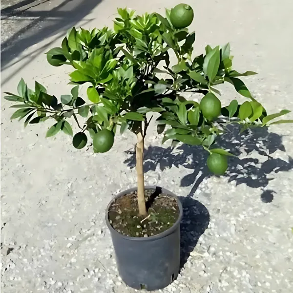 BARI_1_Sweet_Malta_Plant_|_Grafted_High_Yield_Variety_|_Sweet_Juicy_Citrus_Fruits_|_Early_Fruiting_|_Healthy_Live_Plant_Guaranteed