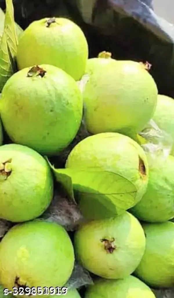 Thai_5_Guava_Plant_|_Grafted_High_Yield_Hybrid_Variety_|_Large_Sweet_Crunchy_Fruits_|_Early_Fruiting_|_Healthy_Live_Plant_Guaranteed