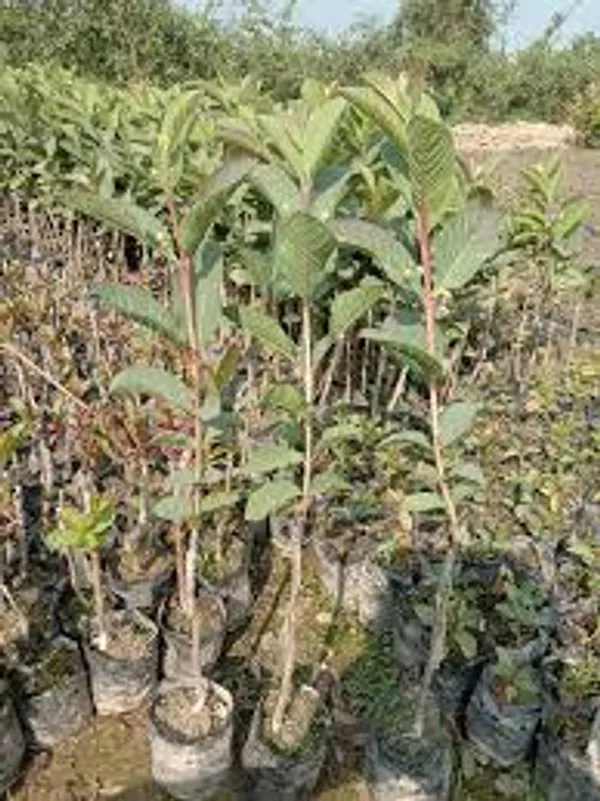 Thai_5_Guava_Plant_|_Grafted_High_Yield_Hybrid_Variety_|_Large_Sweet_Crunchy_Fruits_|_Early_Fruiting_|_Healthy_Live_Plant_Guaranteed
