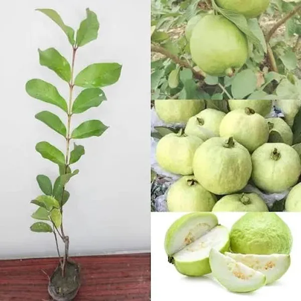 Thai_5_Guava_Plant_|_Grafted_High_Yield_Hybrid_Variety_|_Large_Sweet_Crunchy_Fruits_|_Early_Fruiting_|_Healthy_Live_Plant_Guaranteed