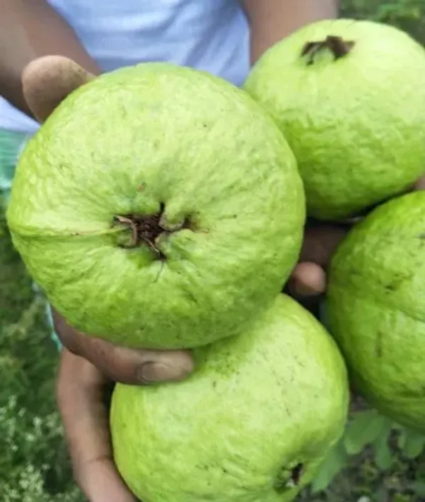 Thai_5_Guava_Plant_|_Grafted_High_Yield_Hybrid_Variety_|_Large_Sweet_Crunchy_Fruits_|_Early_Fruiting_|_Healthy_Live_Plant_Guaranteed