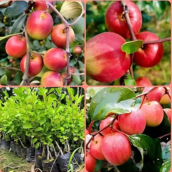 Ball_Sundari_Ber_(Indian_Jujube_/_Kul)_Plant_|_Grafted_Sweet_High_Yield_Variety_|_Early_Fruiting_|_Suitable_for_All_Climates_|_Healthy_Live_Plant_Guaranteed