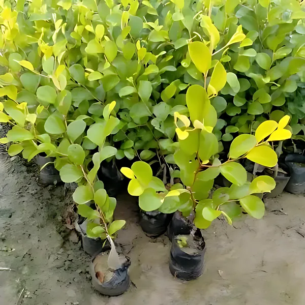 Ball_Sundari_Ber_(Indian_Jujube_/_Kul)_Plant_|_Grafted_Sweet_High_Yield_Variety_|_Early_Fruiting_|_Suitable_for_All_Climates_|_Healthy_Live_Plant_Guaranteed