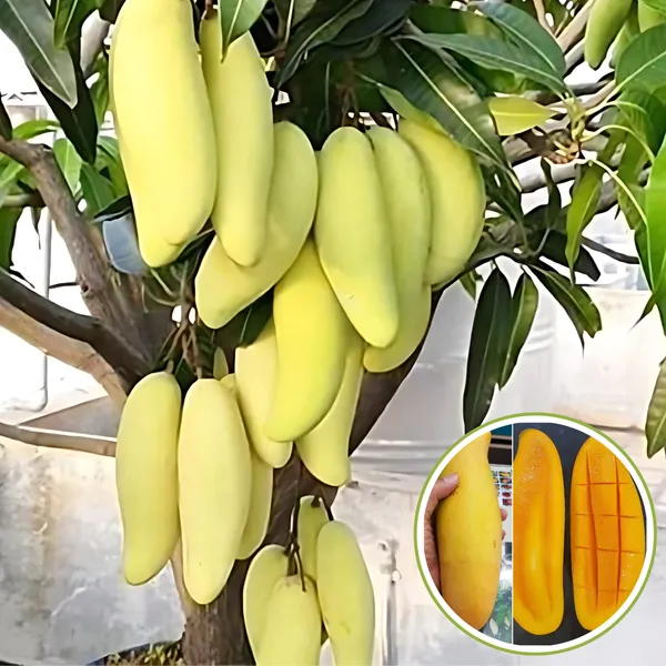 Banana_Mango_(Kela_Aam)_Plant_|_Grafted_Hybrid_High_Yield_Variety_|_Sweet_Fragrant_Fruits_|_Early_Fruiting_|_Healthy_Live_Plant_Guaranteed.