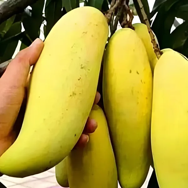 Banana_Mango_(Kela_Aam)_Plant_|_Grafted_Hybrid_High_Yield_Variety_|_Sweet_Fragrant_Fruits_|_Early_Fruiting_|_Healthy_Live_Plant_Guaranteed.