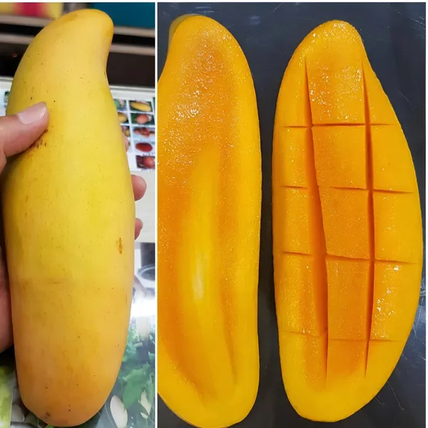 Banana_Mango_(Kela_Aam)_Plant_|_Grafted_Hybrid_High_Yield_Variety_|_Sweet_Fragrant_Fruits_|_Early_Fruiting_|_Healthy_Live_Plant_Guaranteed.