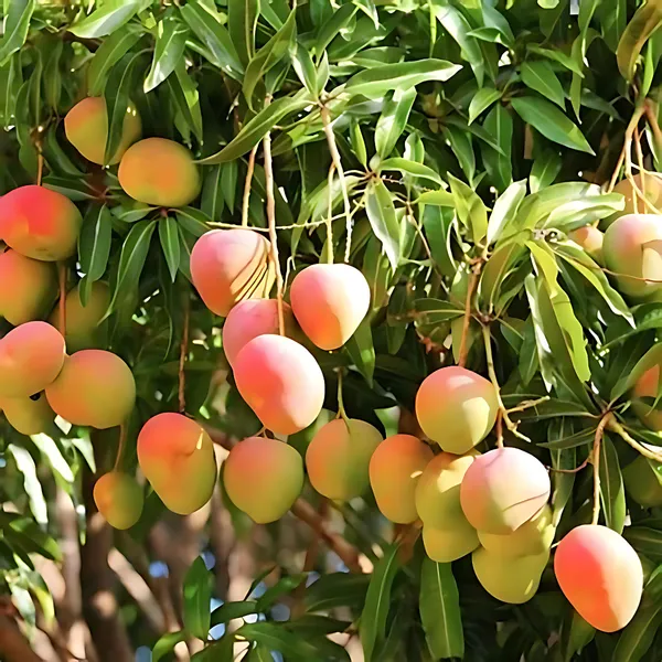 BARI_4_Mango_Plant_|_Grafted_High_Yield_Hybrid_Variety_|_Sweet_Juicy_Fruits_|_Early_Fruiting_|_Healthy_Live_Plant_Guaranteed.