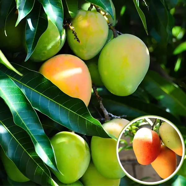 BARI_4_Mango_Plant_|_Grafted_High_Yield_Hybrid_Variety_|_Sweet_Juicy_Fruits_|_Early_Fruiting_|_Healthy_Live_Plant_Guaranteed.
