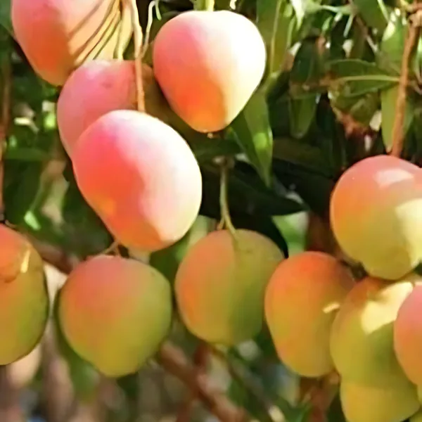 BARI_4_Mango_Plant_|_Grafted_High_Yield_Hybrid_Variety_|_Sweet_Juicy_Fruits_|_Early_Fruiting_|_Healthy_Live_Plant_Guaranteed.