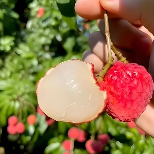 Bombai_Litchi_(Bombay_Lychee)_Plant_|_Air_Layered_Indian_Variety_|_Sweet_Juicy_Fruits_|_High_Yield_|_Healthy_Live_Plant_Guaranteed