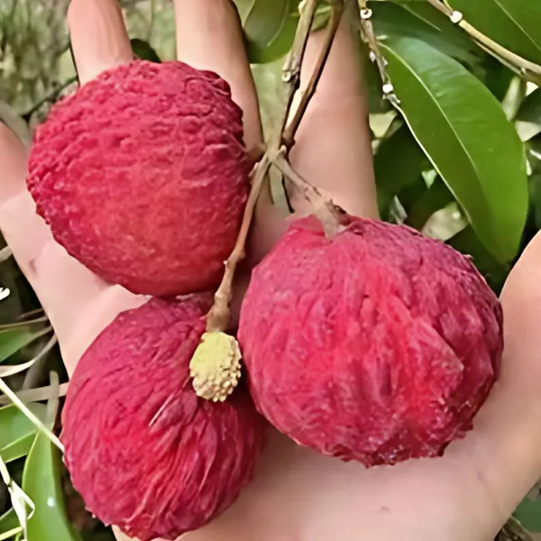 Bombai_Litchi_(Bombay_Lychee)_Plant_|_Air_Layered_Indian_Variety_|_Sweet_Juicy_Fruits_|_High_Yield_|_Healthy_Live_Plant_Guaranteed