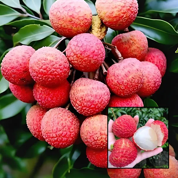 Bombai_Litchi_(Bombay_Lychee)_Plant_|_Air_Layered_Indian_Variety_|_Sweet_Juicy_Fruits_|_High_Yield_|_Healthy_Live_Plant_Guaranteed