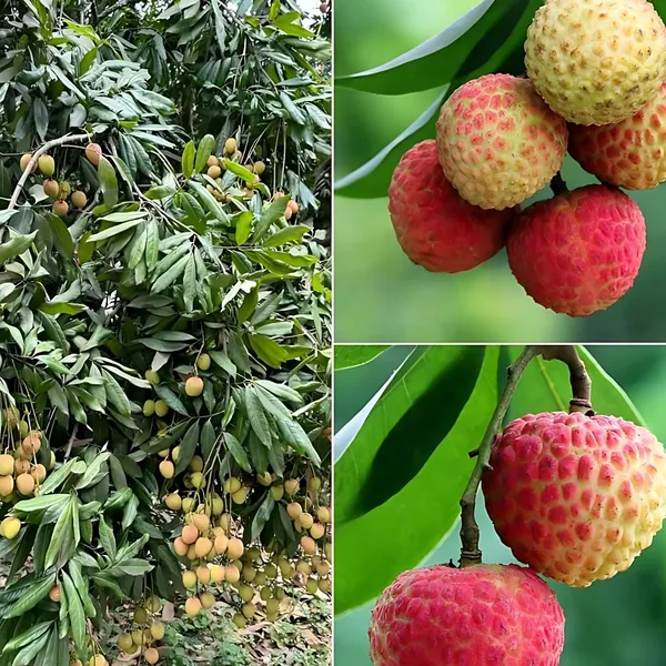 Bombai_Litchi_(Bombay_Lychee)_Plant_|_Air_Layered_Indian_Variety_|_Sweet_Juicy_Fruits_|_High_Yield_|_Healthy_Live_Plant_Guaranteed