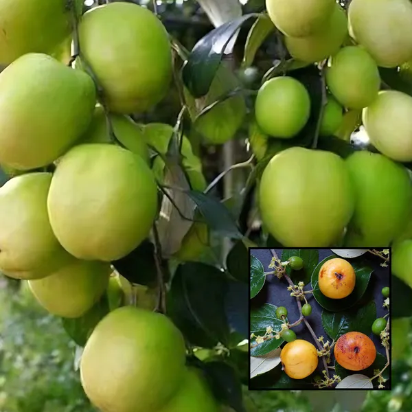 Boroi_Ber_(Indian_Jujube_/_Kul)_Plant_|_Grafted_High_Yield_Sweet_Variety_|_Early_Fruiting_|_Suitable_for_All_Climates_|_Healthy_Live_Plant_Guaranteed