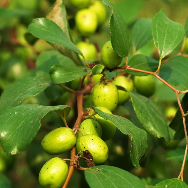 Boroi_Ber_(Indian_Jujube_/_Kul)_Plant_|_Grafted_High_Yield_Sweet_Variety_|_Early_Fruiting_|_Suitable_for_All_Climates_|_Healthy_Live_Plant_Guaranteed