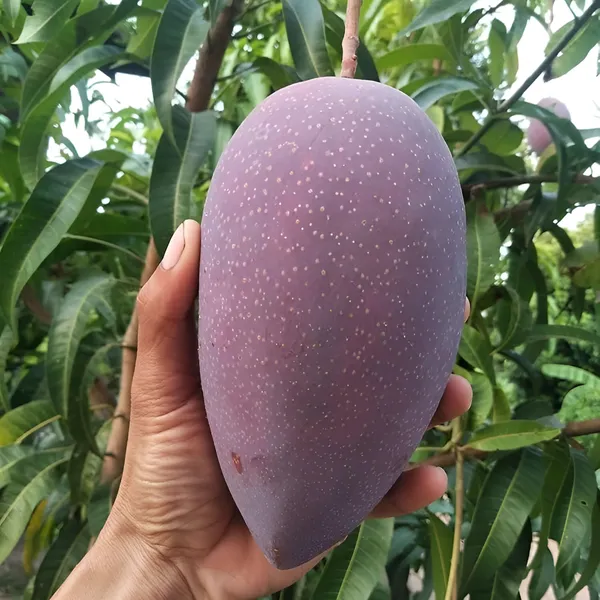 Chakapat_Mango_(Chakkapat_Aam)_Plant_|_Grafted_Desi_High_Yield_Variety_|_Sweet_Juicy_Fruits_|_Early_Fruiting_|_Healthy_Live_Plant_Guaranteed.