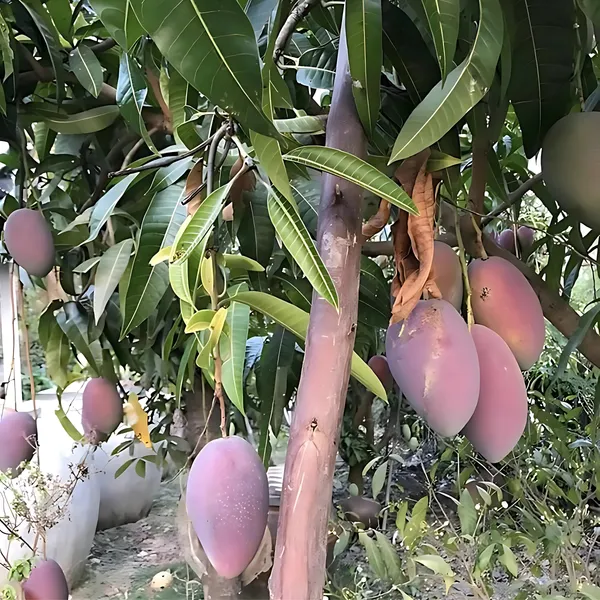 Chakapat_Mango_(Chakkapat_Aam)_Plant_|_Grafted_Desi_High_Yield_Variety_|_Sweet_Juicy_Fruits_|_Early_Fruiting_|_Healthy_Live_Plant_Guaranteed.