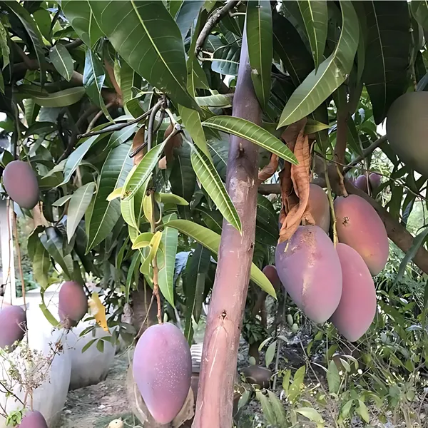 Chakapat_Mango_(Chakkapat_Aam)_Plant_|_Grafted_Desi_High_Yield_Variety_|_Sweet_Juicy_Fruits_|_Early_Fruiting_|_Healthy_Live_Plant_Guaranteed.