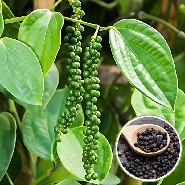 Black_Pepper_(Kali_Mirch_/_Gol_Morich)_Plant_|_Air_Layered_Spice_Variety_|_High_Yield_Aromatic_Peppercorns_|_Suitable_for_Pots_&_Gardens_|_Healthy_Live_Plant_Guaranteed.