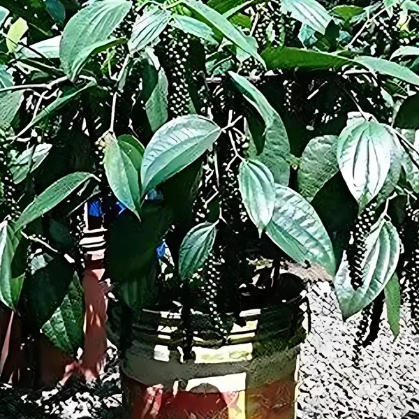 Black_Pepper_(Kali_Mirch_/_Gol_Morich)_Plant_|_Air_Layered_Spice_Variety_|_High_Yield_Aromatic_Peppercorns_|_Suitable_for_Pots_&_Gardens_|_Healthy_Live_Plant_Guaranteed.