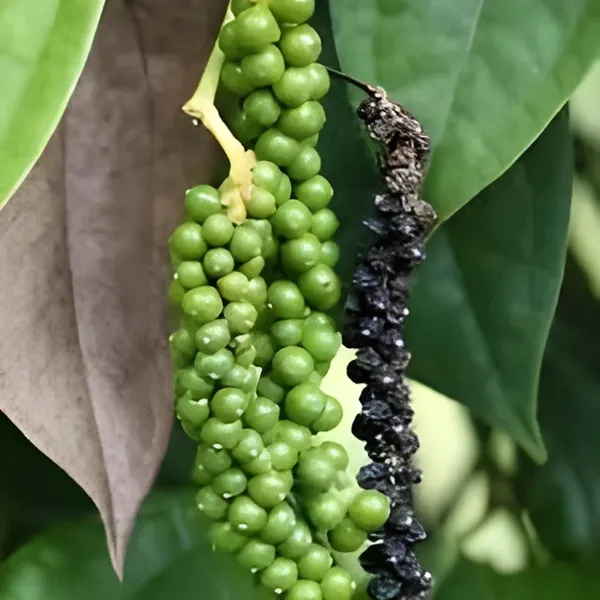 Black_Pepper_(Kali_Mirch_/_Gol_Morich)_Plant_|_Air_Layered_Spice_Variety_|_High_Yield_Aromatic_Peppercorns_|_Suitable_for_Pots_&_Gardens_|_Healthy_Live_Plant_Guaranteed.