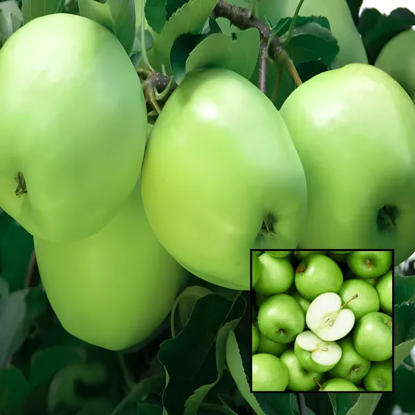 Green_Apple_(Granny_Smith_Type)_Plant_|_Grafted_High_Yield_Variety_|_Crisp_Sweet-Tart_Fruits_|_Suitable_for_Indian_Climate_|_Healthy_Live_Plant_Guaranteed