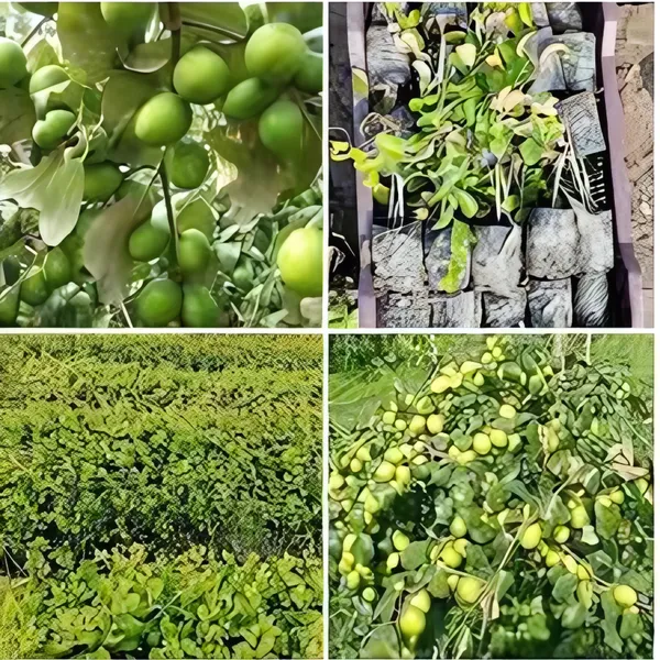 Green_Apple_(Granny_Smith_Type)_Plant_|_Grafted_High_Yield_Variety_|_Crisp_Sweet-Tart_Fruits_|_Suitable_for_Indian_Climate_|_Healthy_Live_Plant_Guaranteed