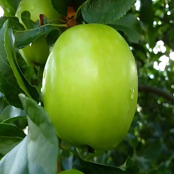 Green_Apple_(Granny_Smith_Type)_Plant_|_Grafted_High_Yield_Variety_|_Crisp_Sweet-Tart_Fruits_|_Suitable_for_Indian_Climate_|_Healthy_Live_Plant_Guaranteed