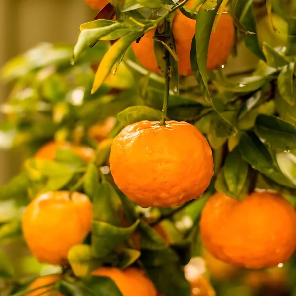 Mandarin_Orange_Plant_|_Grafted_High_Yield_Variety_|_Sweet_Juicy_Fruits_|_Early_Fruiting_|_Healthy_Live_Plant_Guaranteed