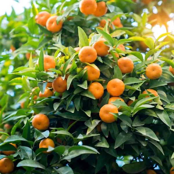 Mandarin_Orange_Plant_|_Grafted_High_Yield_Variety_|_Sweet_Juicy_Fruits_|_Early_Fruiting_|_Healthy_Live_Plant_Guaranteed