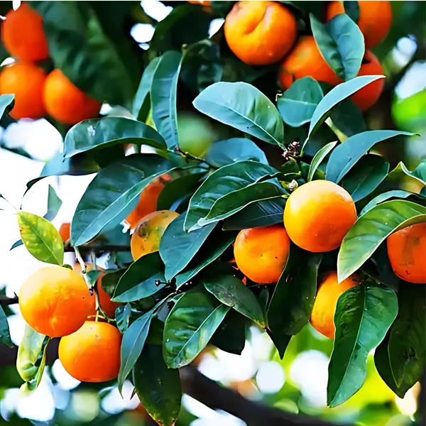 Mandarin_Orange_Plant_|_Grafted_High_Yield_Variety_|_Sweet_Juicy_Fruits_|_Early_Fruiting_|_Healthy_Live_Plant_Guaranteed