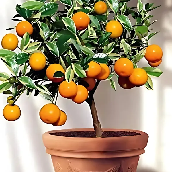 Mandarin_Orange_Plant_|_Grafted_High_Yield_Variety_|_Sweet_Juicy_Fruits_|_Early_Fruiting_|_Healthy_Live_Plant_Guaranteed