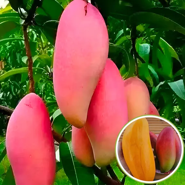 Ivory_Red_Mango_(Lal_Aam)_Plant_|_Grafted_Hybrid_High_Yield_Variety_|_Sweet_Aromatic_Red_Fruits_|_Early_Fruiting_|_Healthy_Live_Plant_Guaranteed.