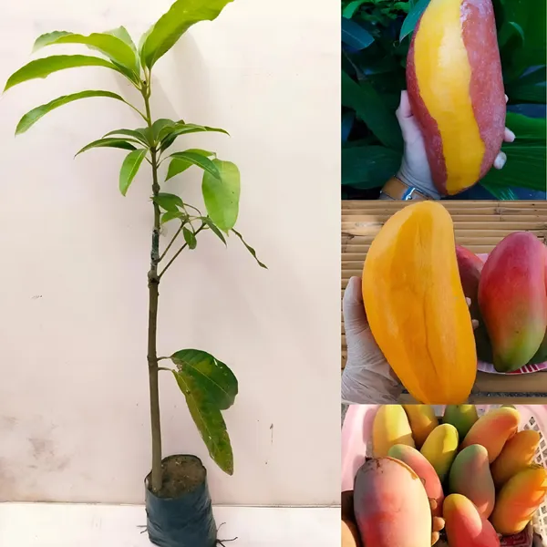Ivory_Red_Mango_(Lal_Aam)_Plant_|_Grafted_Hybrid_High_Yield_Variety_|_Sweet_Aromatic_Red_Fruits_|_Early_Fruiting_|_Healthy_Live_Plant_Guaranteed.