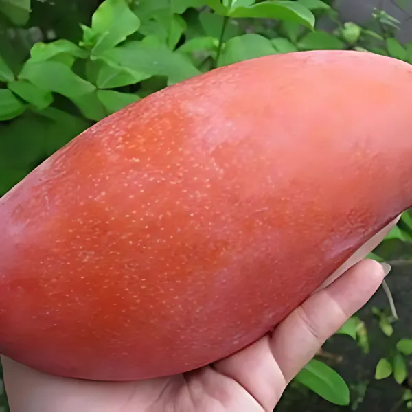 Ivory_Red_Mango_(Lal_Aam)_Plant_|_Grafted_Hybrid_High_Yield_Variety_|_Sweet_Aromatic_Red_Fruits_|_Early_Fruiting_|_Healthy_Live_Plant_Guaranteed.