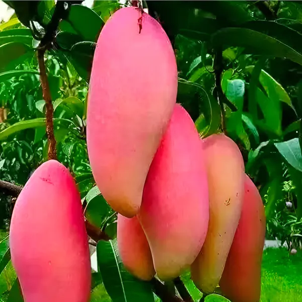 Ivory_Red_Mango_(Lal_Aam)_Plant_|_Grafted_Hybrid_High_Yield_Variety_|_Sweet_Aromatic_Red_Fruits_|_Early_Fruiting_|_Healthy_Live_Plant_Guaranteed.