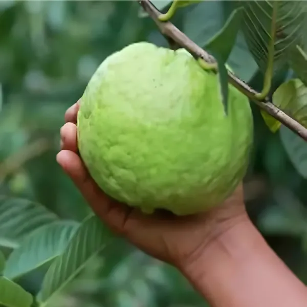 Baruipur_Khaja_Guava_(Peyara)_Plant_|_Grafted_Sweet_Variety_|_High_Yield_|_Juicy_Aromatic_Fruits_|_Healthy_Live_Plant_Guaranteed