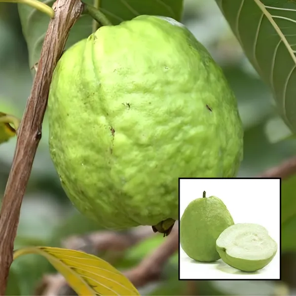 Baruipur_Khaja_Guava_(Peyara)_Plant_|_Grafted_Sweet_Variety_|_High_Yield_|_Juicy_Aromatic_Fruits_|_Healthy_Live_Plant_Guaranteed