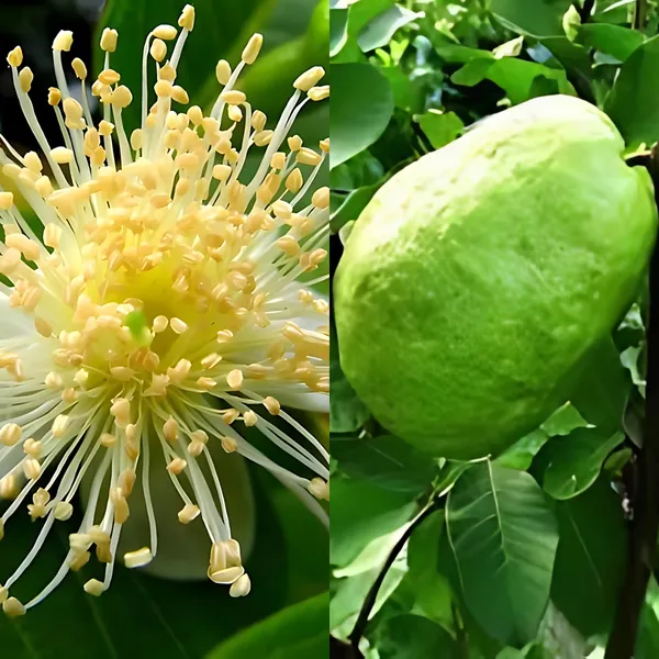 Baruipur_Khaja_Guava_(Peyara)_Plant_|_Grafted_Sweet_Variety_|_High_Yield_|_Juicy_Aromatic_Fruits_|_Healthy_Live_Plant_Guaranteed