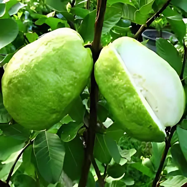 Baruipur_Khaja_Guava_(Peyara)_Plant_|_Grafted_Sweet_Variety_|_High_Yield_|_Juicy_Aromatic_Fruits_|_Healthy_Live_Plant_Guaranteed