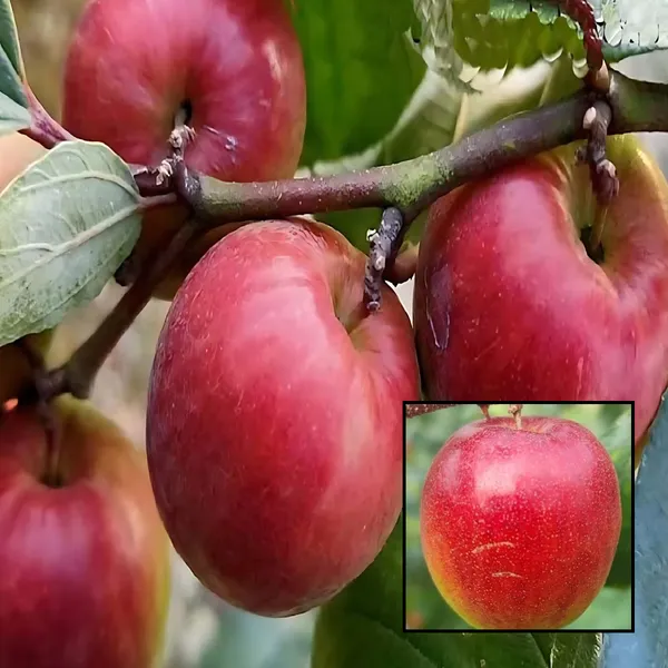 Miss_India_Apple_Ber_(Jujube)_Plant_|_Grafted_Sweet_Variety_|_Large_Juicy_Fruits_|_High_Yield_|_Healthy_Live_Plant_Guaranteed